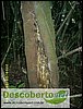 Arvore afetada pelo fogo.JPG