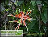 Bromelia II.JPG