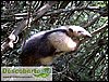 Tamandua de Colete.JPG