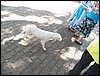 100_9931.JPG