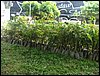 DSC06941.JPG