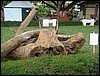 DSC06944.JPG