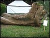 DSC06946.JPG