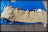 100_8528.JPG