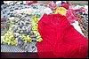 100_8591.JPG