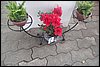 100_8631.JPG