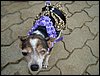 DSC04229.JPG