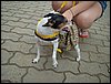 DSC04230.JPG
