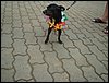DSC04232.JPG