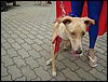 DSC04247.JPG