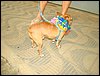 DSC04266.JPG