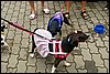 IMGP9639.JPG