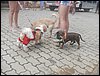 SDC17828.JPG