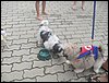 SDC17833.JPG