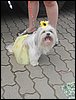 SDC17839.JPG