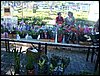 DSC06846.JPG