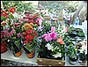 DSC06895.JPG