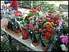 DSC06896.JPG