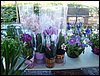 DSC06900.JPG