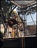 joni (3).jpg