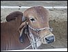 SAM_8980.JPG