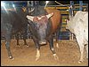 100_2750.JPG