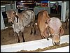100_5515.JPG