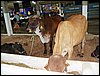 100_5516.JPG