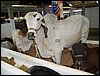 100_5518.JPG