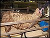 100_5593.JPG