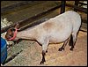 100_5596.JPG
