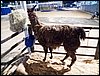 100_5611.JPG