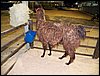 100_5612.JPG