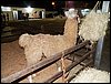 100_5613.JPG