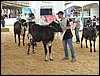 P9060009.JPG