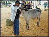 P9060011.JPG
