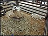 P9060051.JPG