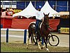 P9060057.JPG