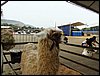 P9060065.JPG