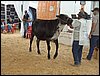 P9060098.JPG
