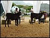 P9060104.JPG