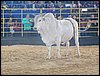 100_6396.JPG