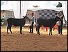 100_6265.JPG