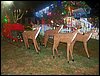 100_2415.JPG