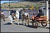 IMG_5257.JPG