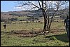 IMG_5599.JPG